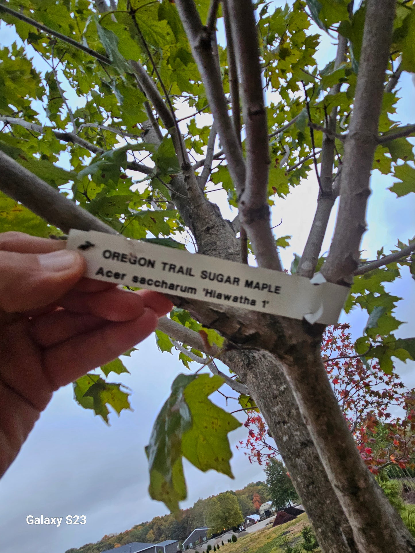 Oregon Trail Sugar Maple - 🌲