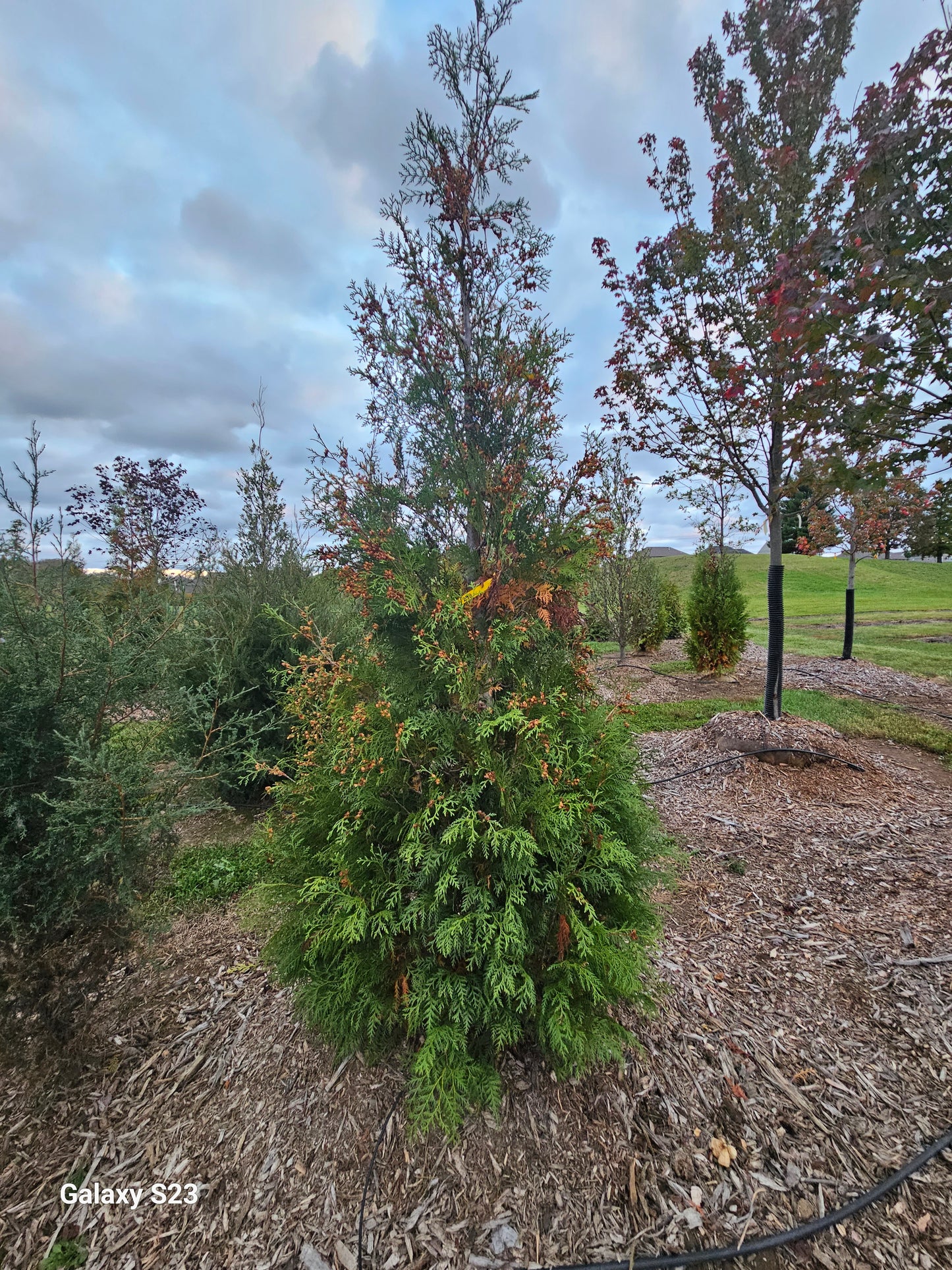 8' Techny (Skinny) Arborvitae