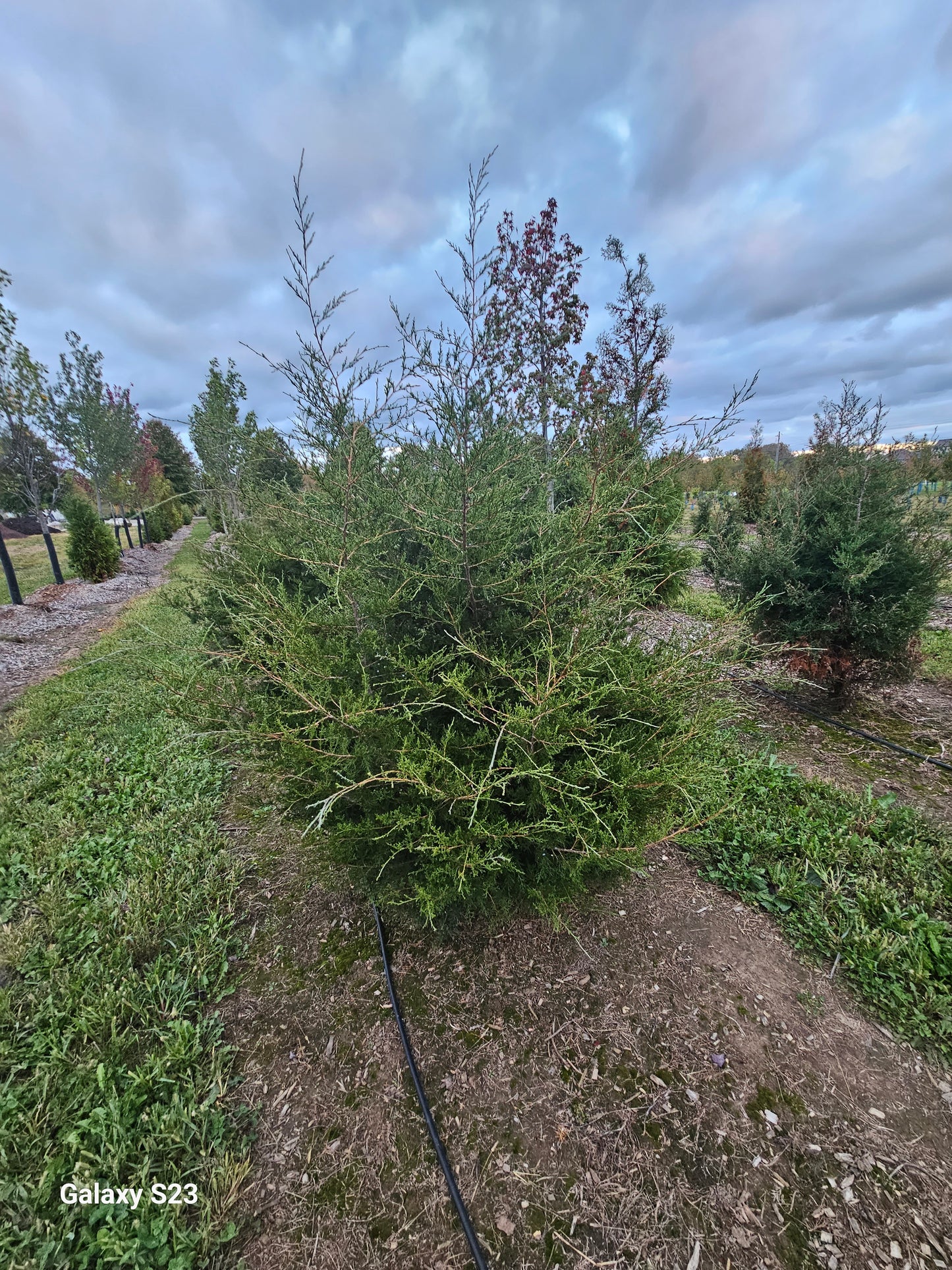 6ā Wild Juniper -š²