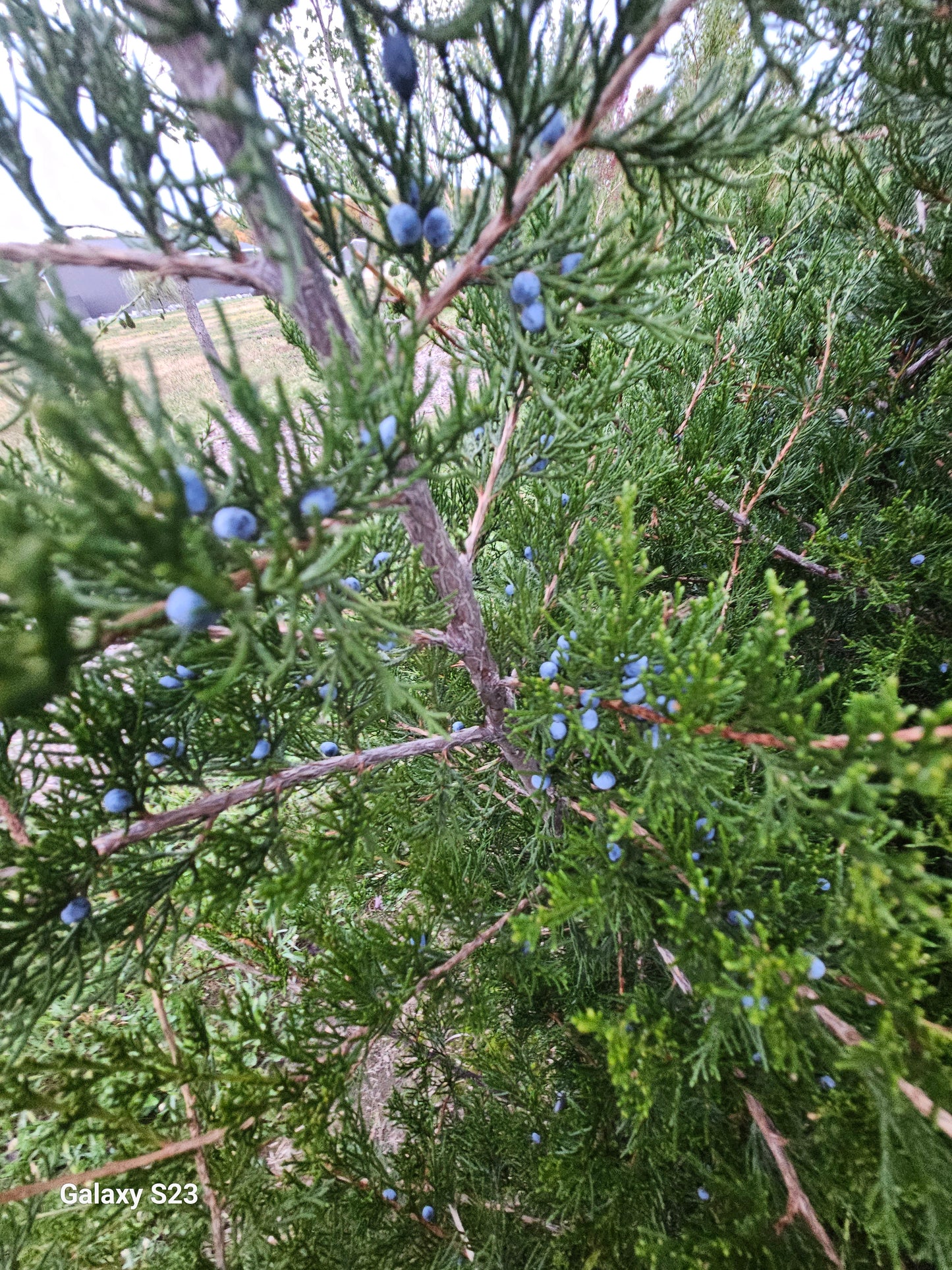 6ā Wild Juniper -š²
