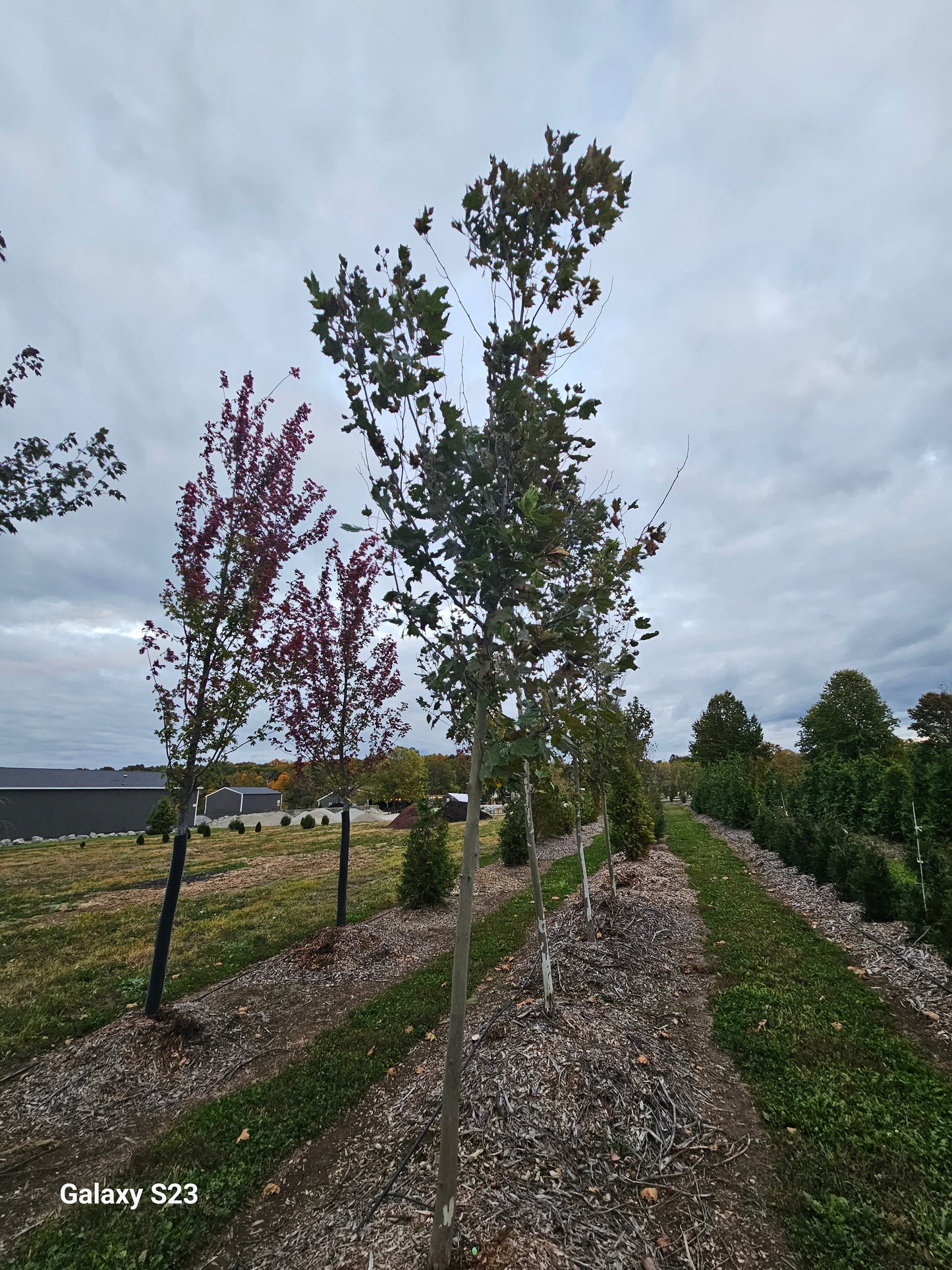 3.0 inch/18' Morton Circle Sycamore