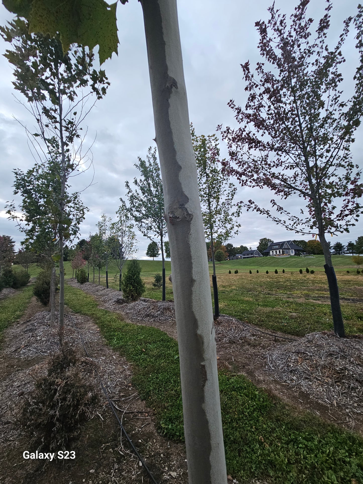3.0 inch/18' Morton Circle Sycamore