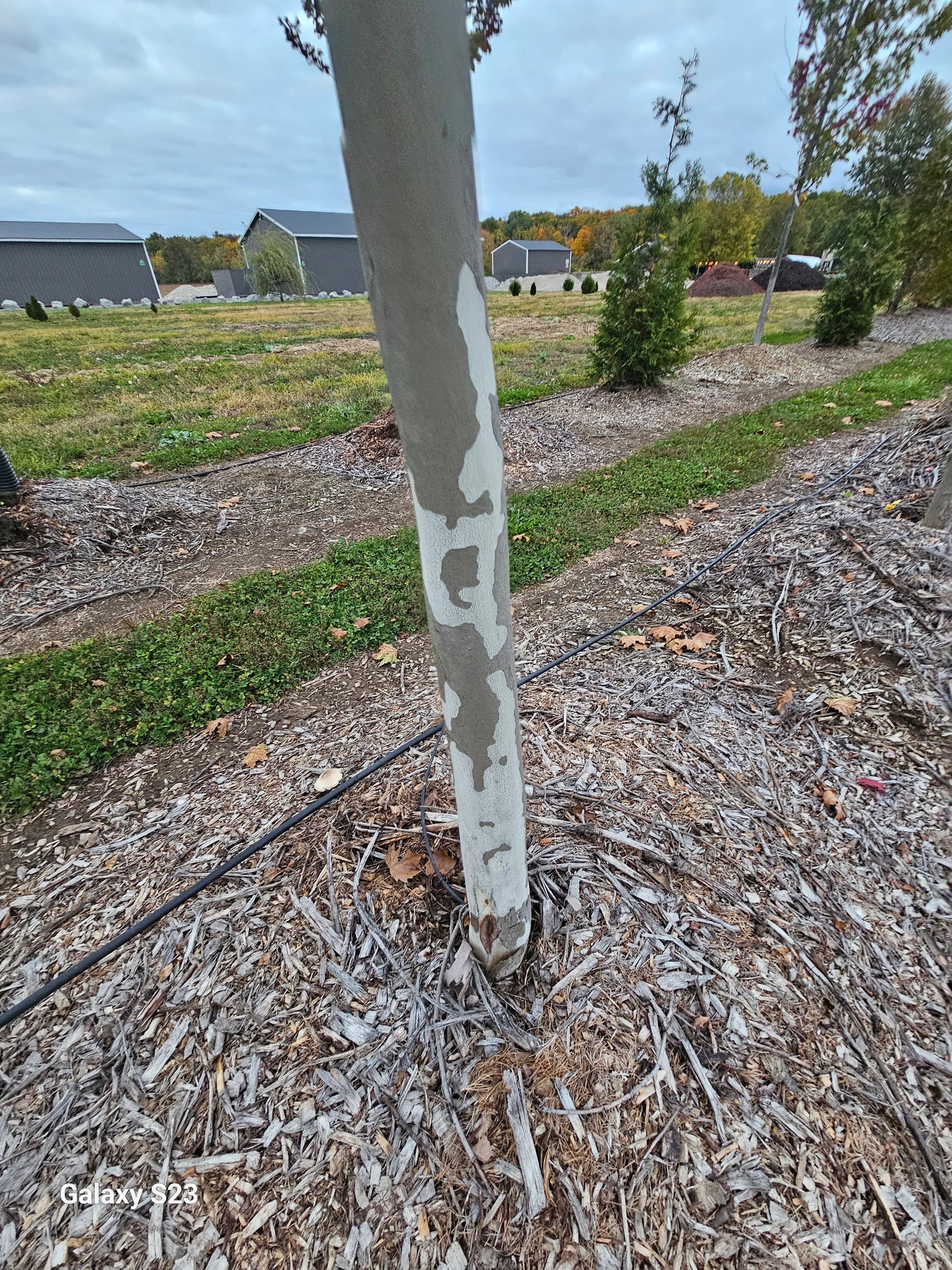 3.0 inch/18' Morton Circle Sycamore