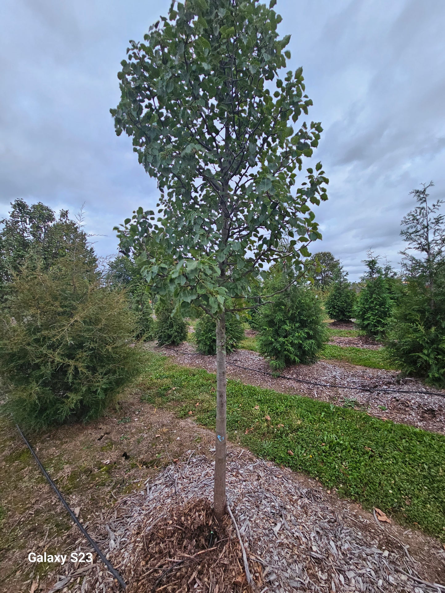 2.0 inch Pear Tree -🌲