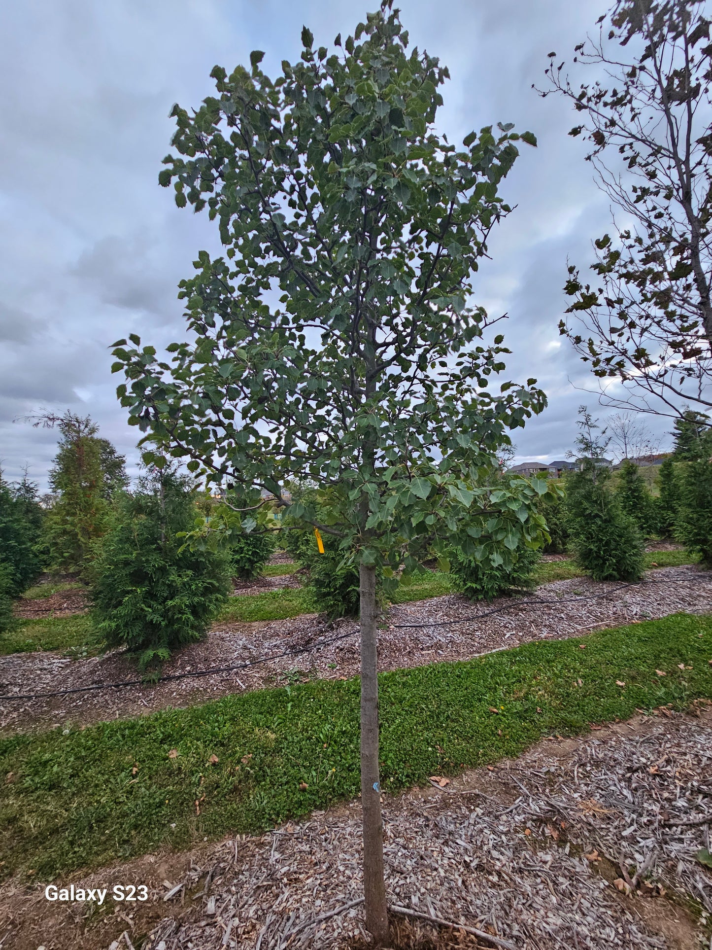 2.0 inch Pear Tree -🌲