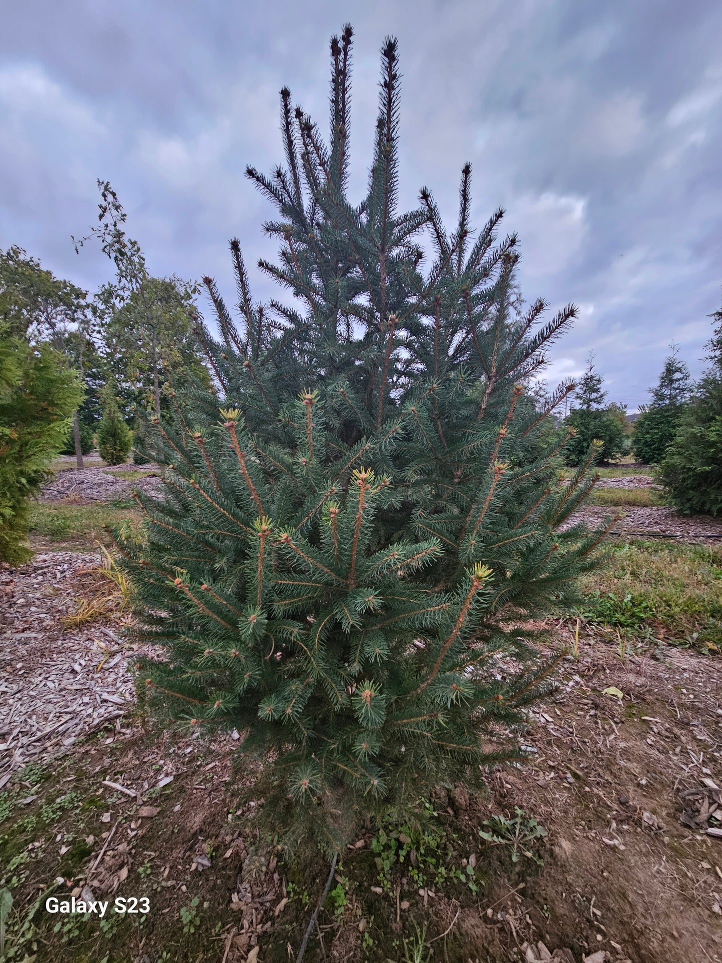 4' NORWAY Spruce
