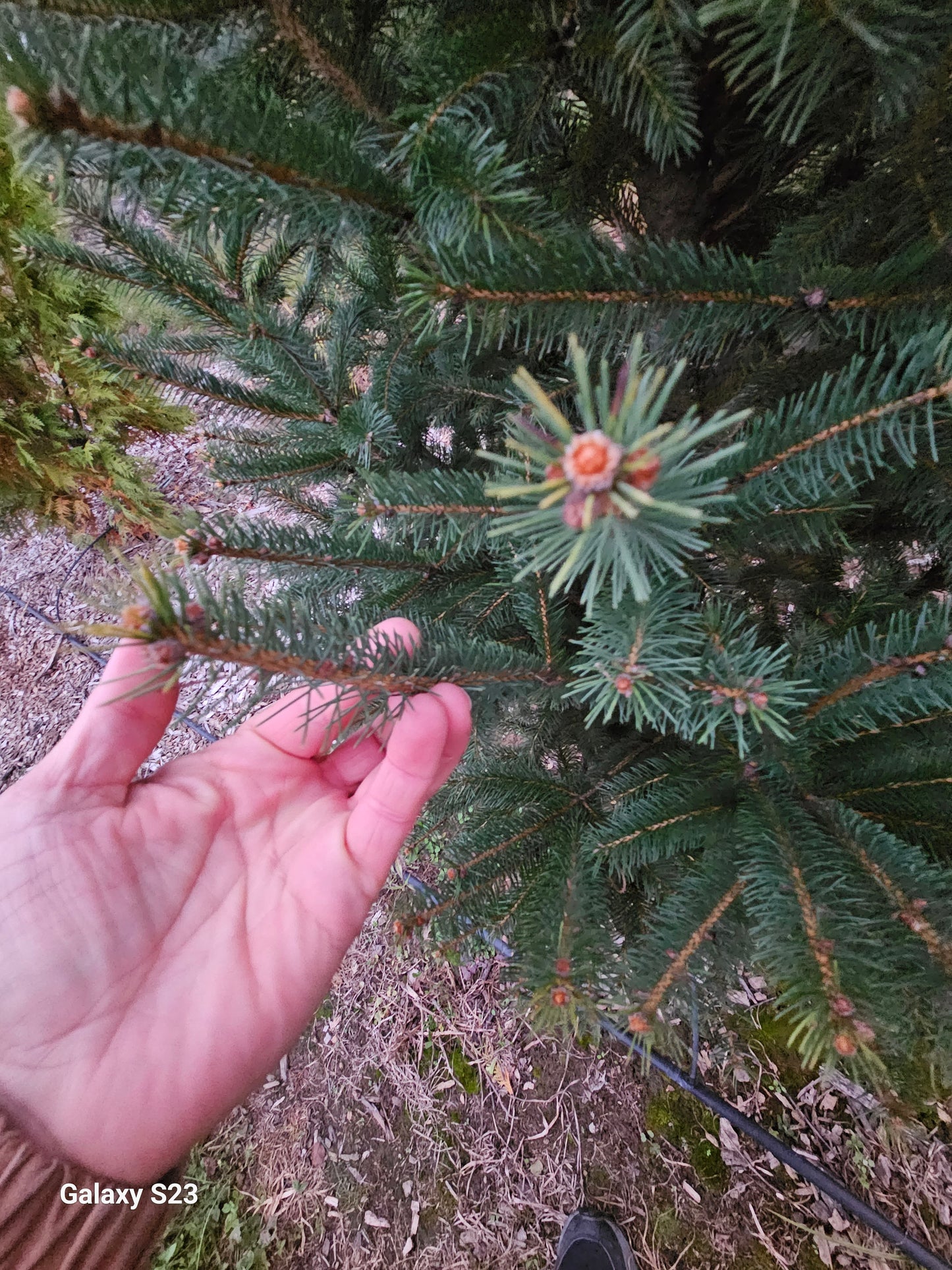 4' NORWAY Spruce