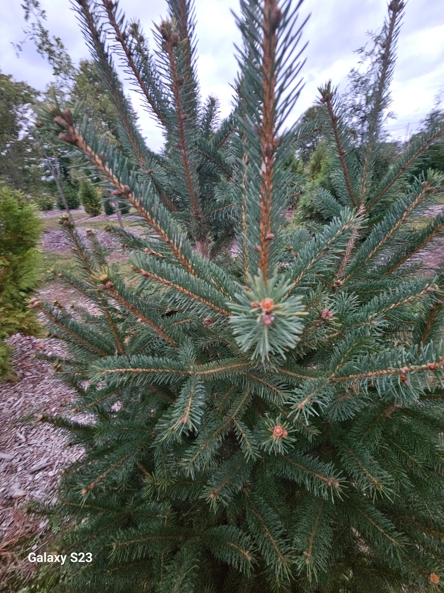 4' NORWAY Spruce