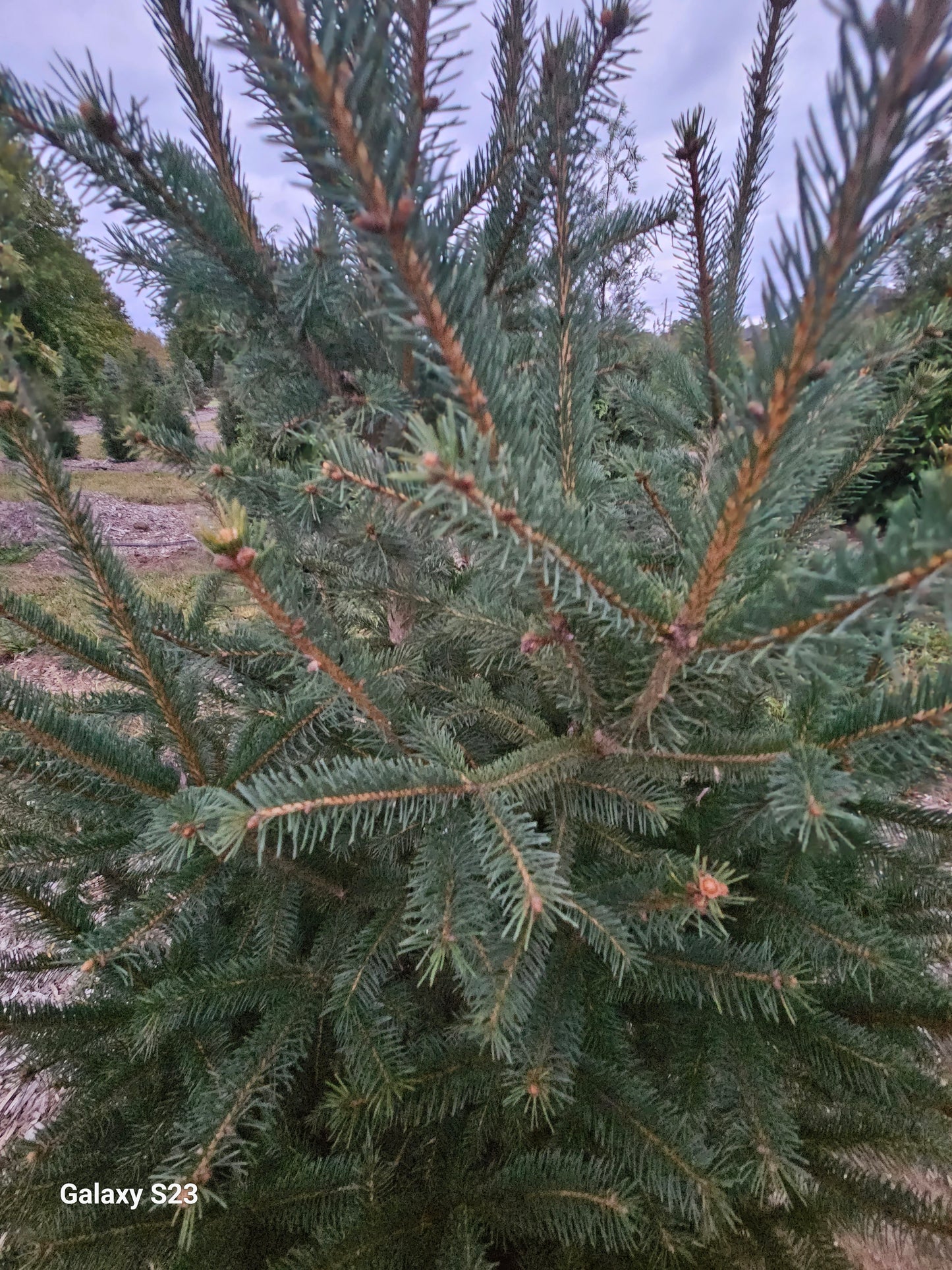 4' NORWAY Spruce