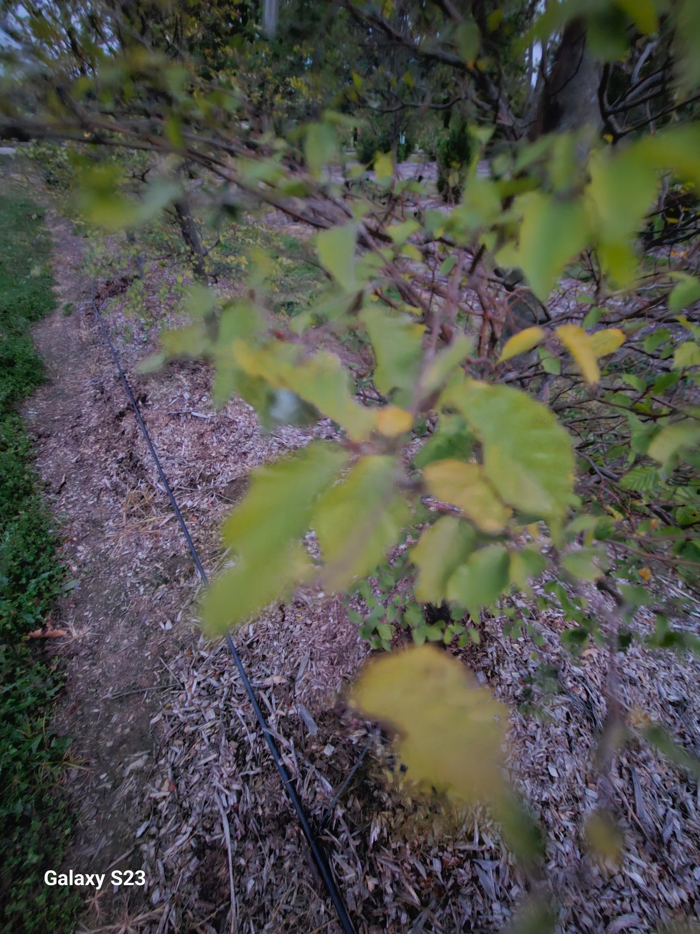 3" European Beech Tree
