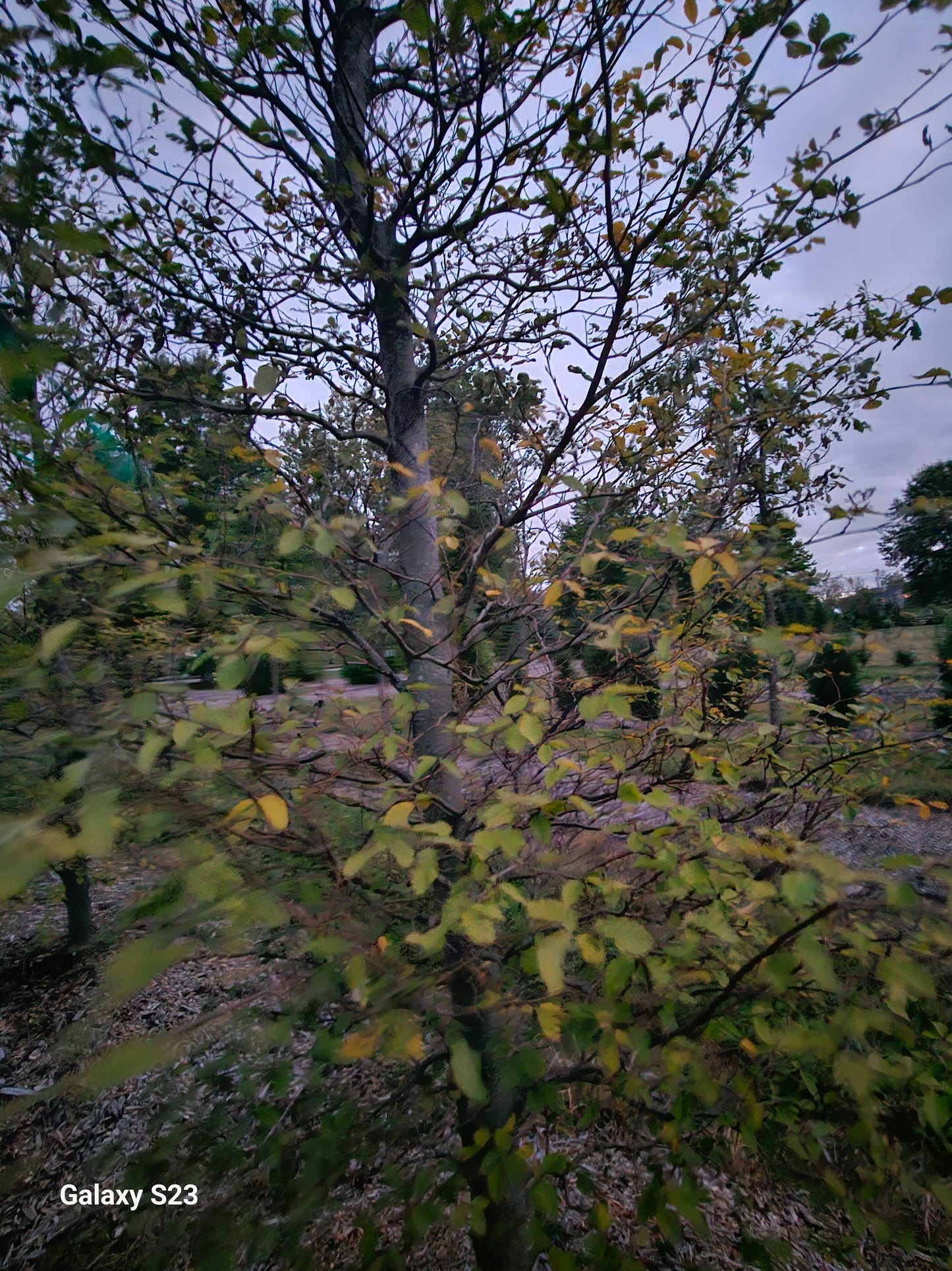 3" European Beech Tree