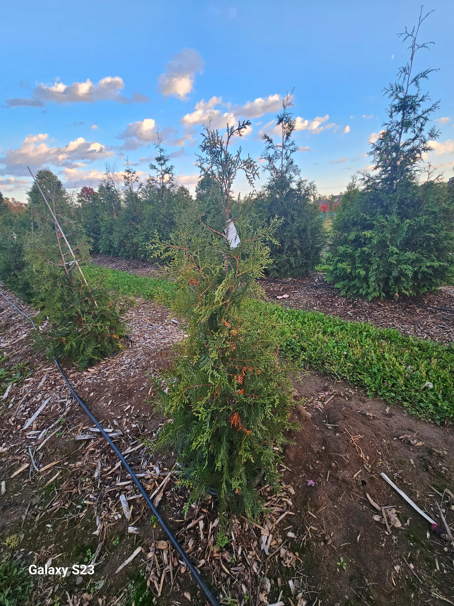 Green Giant Arborvitae