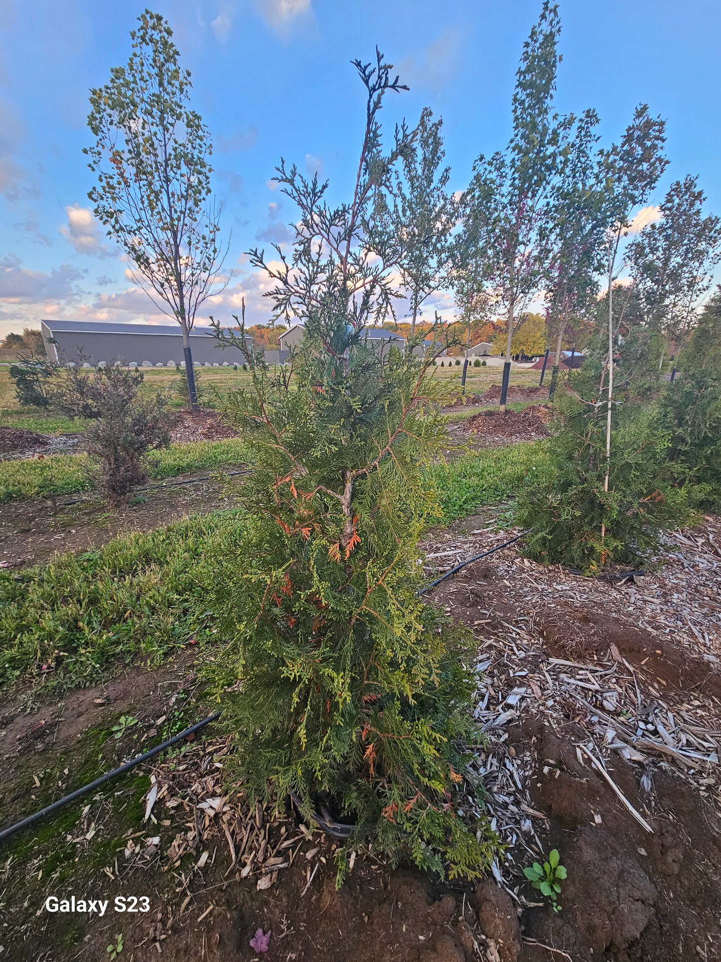 Green Giant Arborvitae