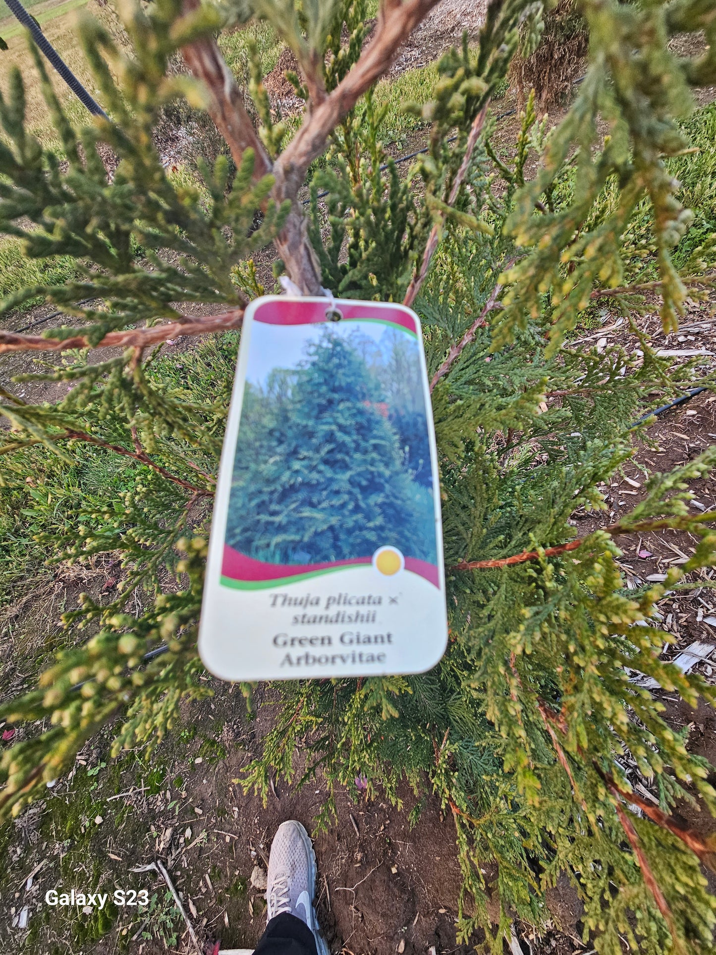 13 ‘ Green Giant Arborvitae -🌲