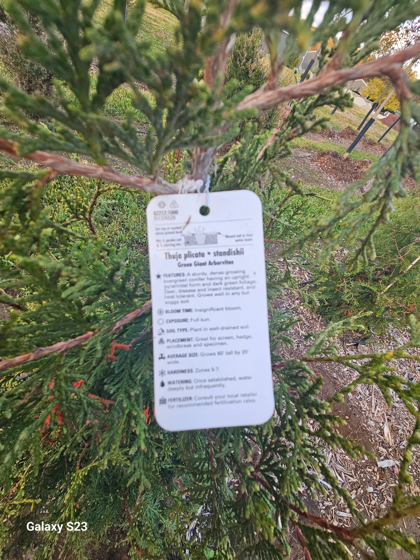 13 ‘ Green Giant Arborvitae -🌲