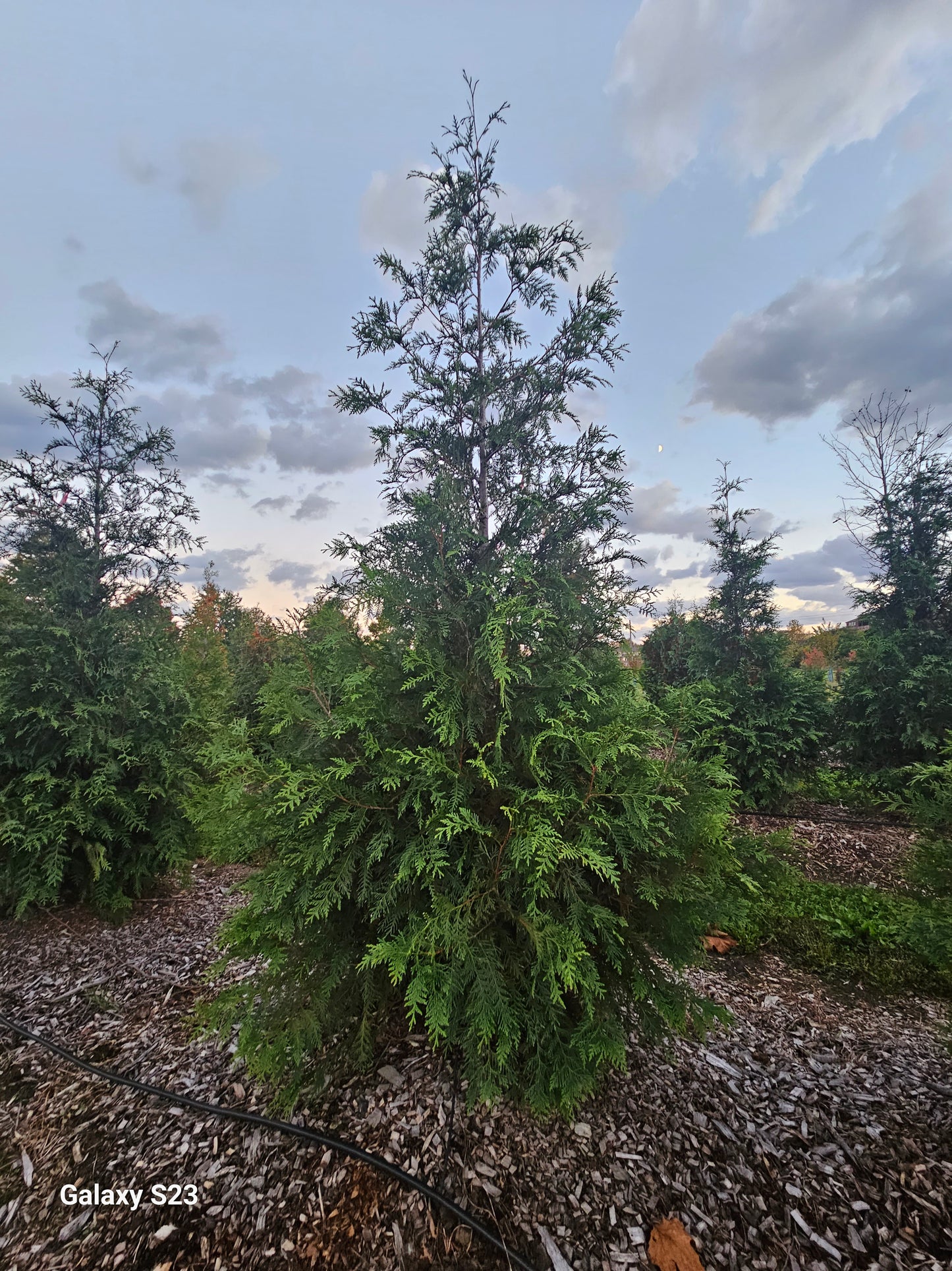 13 ‘ Green Giant Arborvitae -🌲