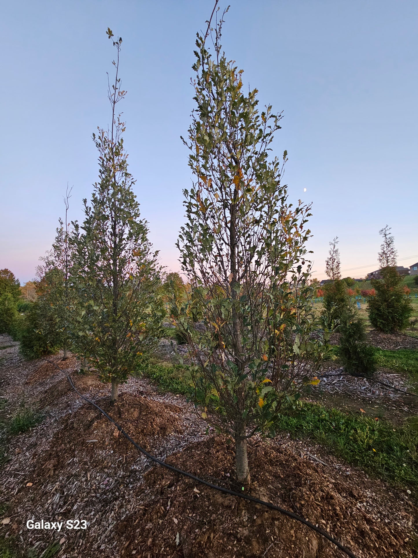 12' SKINNY JEANS OAK TREE - 🌲