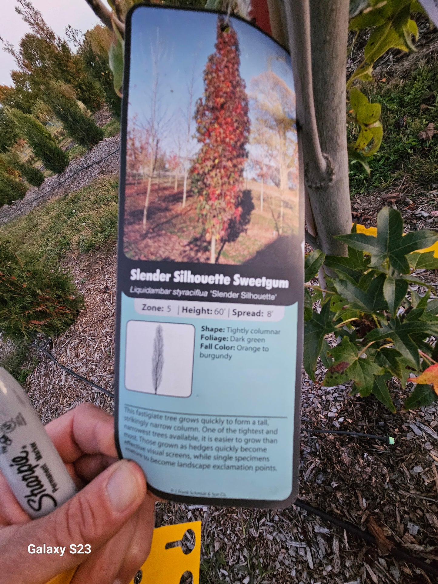 10ā Slender Silhouette Sweetgum - š²