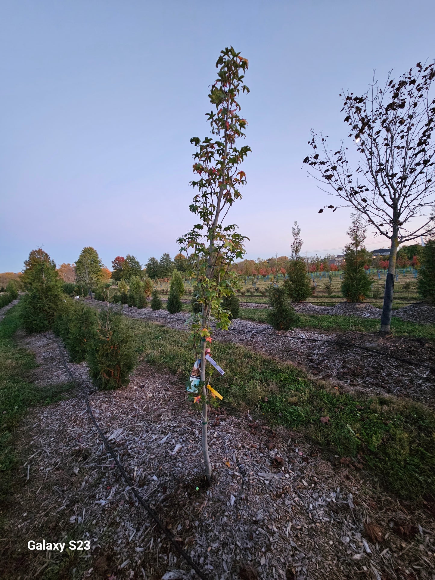 10ā Slender Silhouette Sweetgum - š²