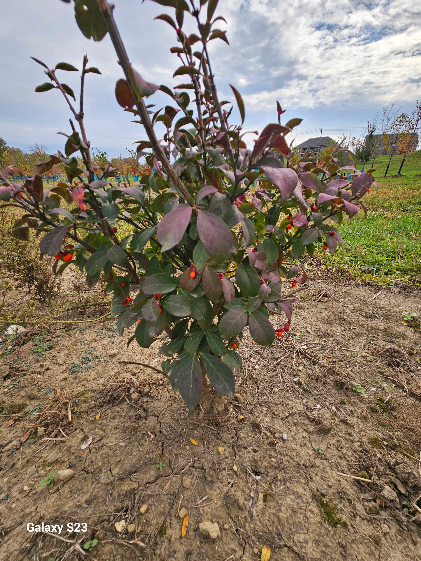 24" Burning Bush - š²