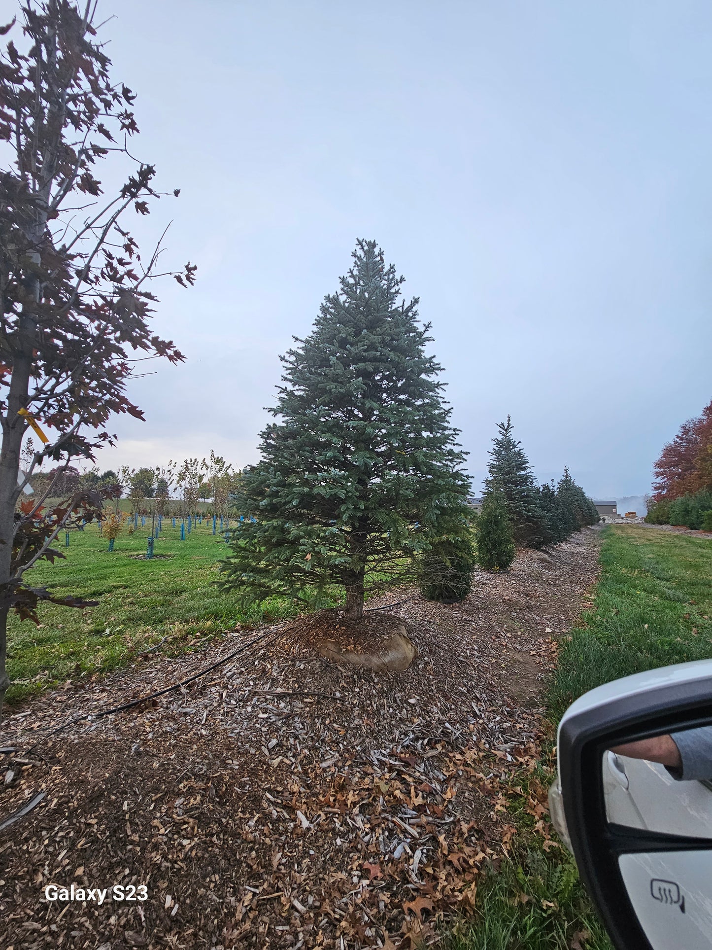 8' Blue Spruce