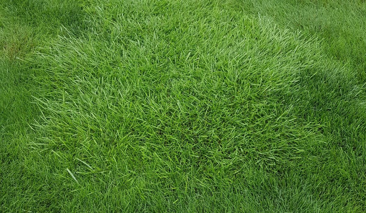 3 Way Fine Lawn Fescue Grass Seed -🌲