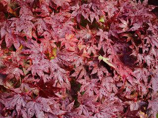 Bloodgood Japanese Maple - Acer p. 'Bloodgood'