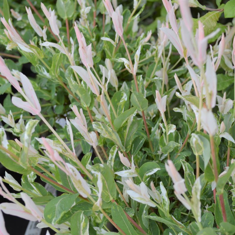 Salix Hakuro Nishiki STD