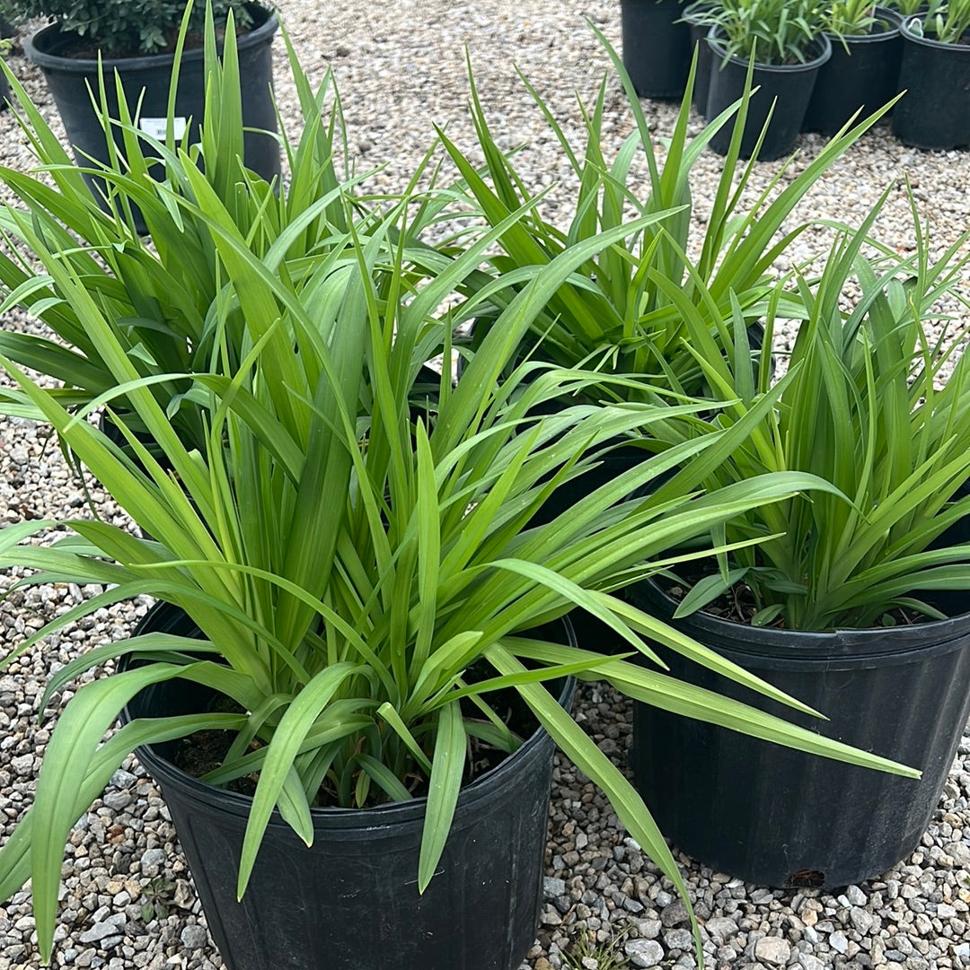 DayLillies