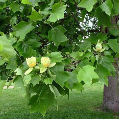 Tulip Poplar - 🌲