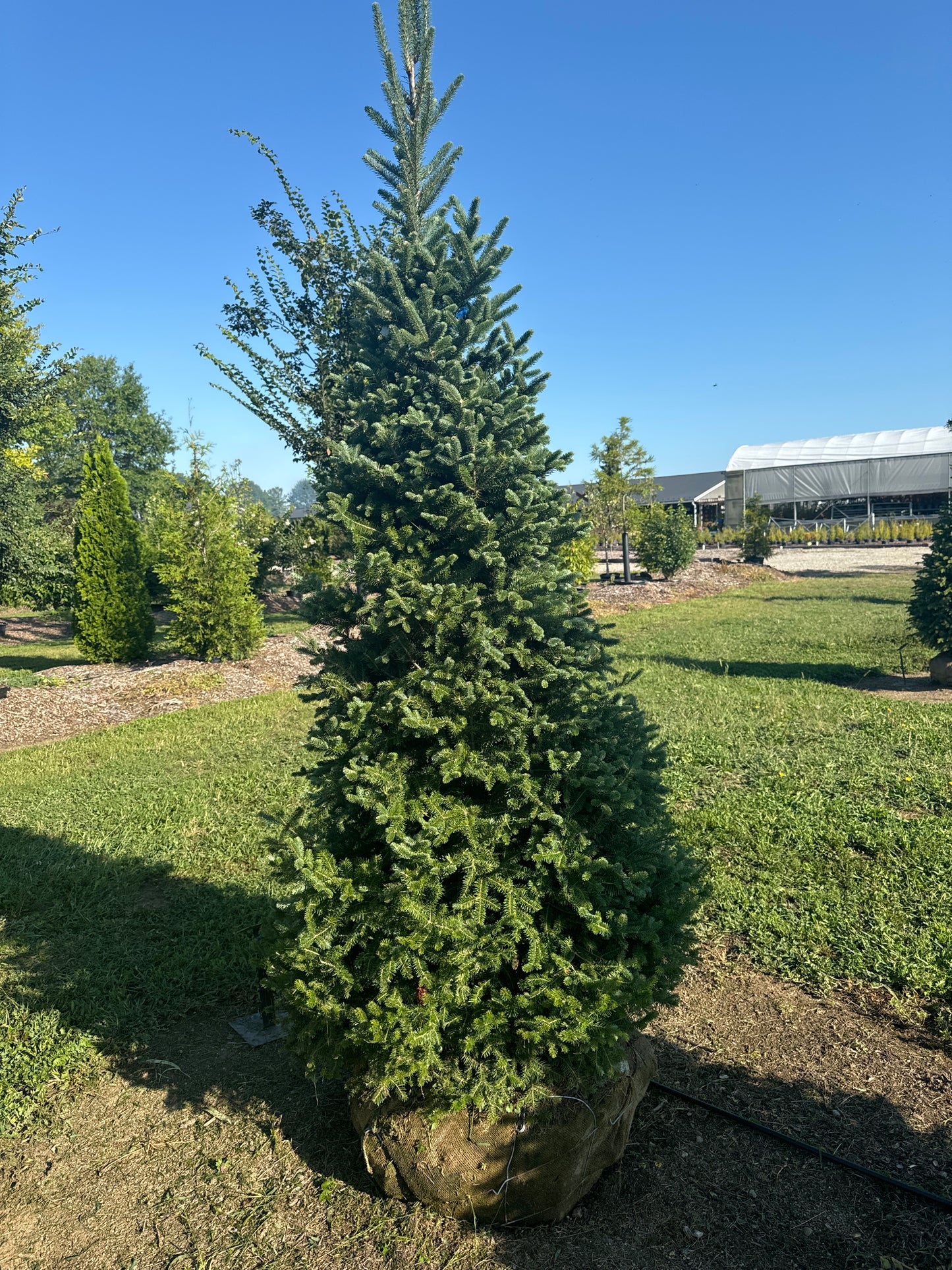 Black Hills Spruce 8’