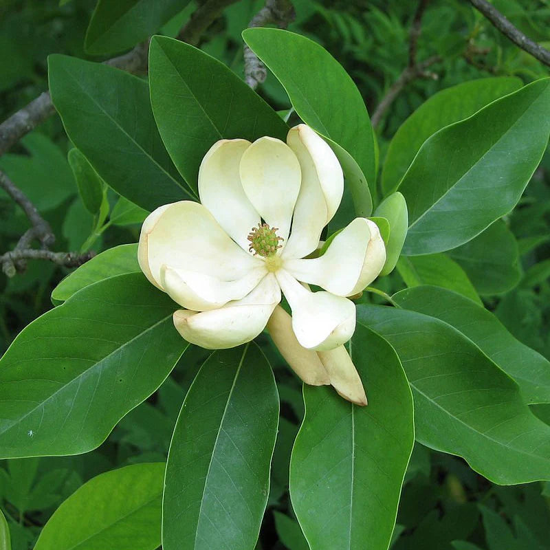 8’ Virginia Magnolia