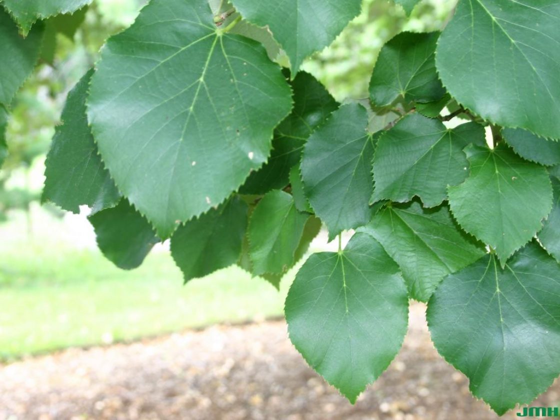 Silver Linden - 🌲