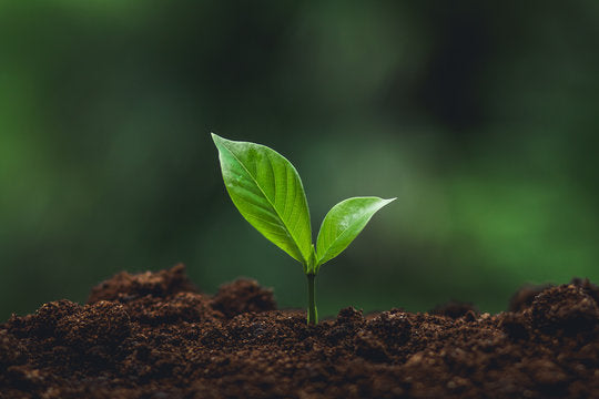Sapling