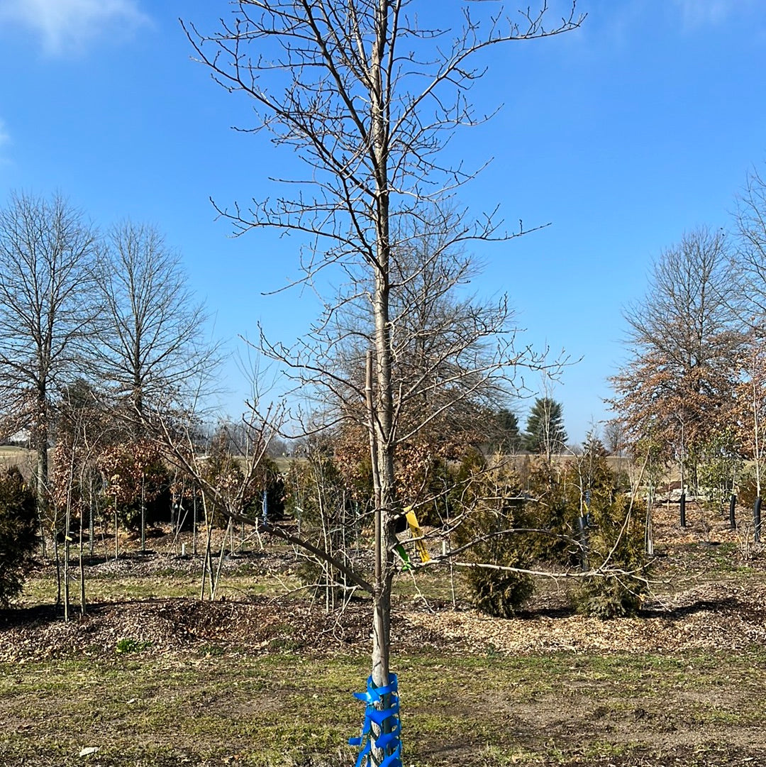 1.5 “ Elm - 🌲