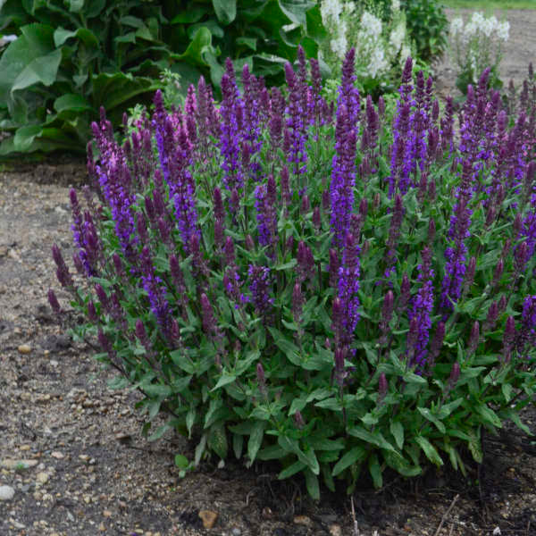 Salvia New Dimension Blue