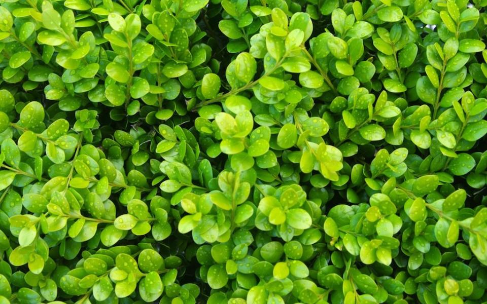 Green Gem Boxwood (field grown)
