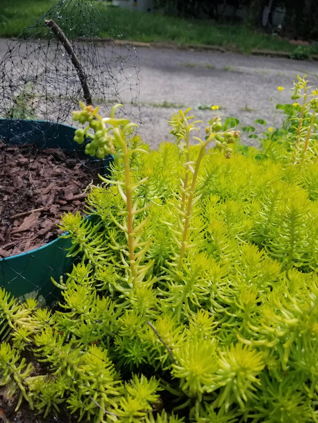 Sedum r. Angelina