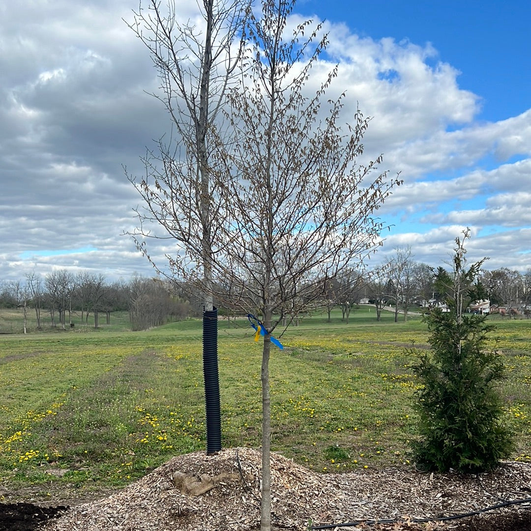 Hornbeam