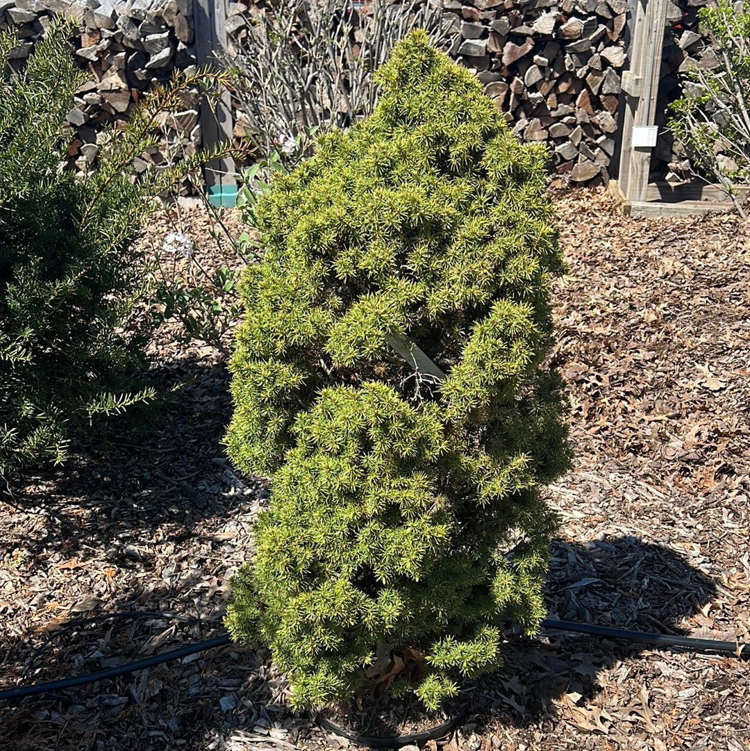 Dwarf Alberta Speuce
