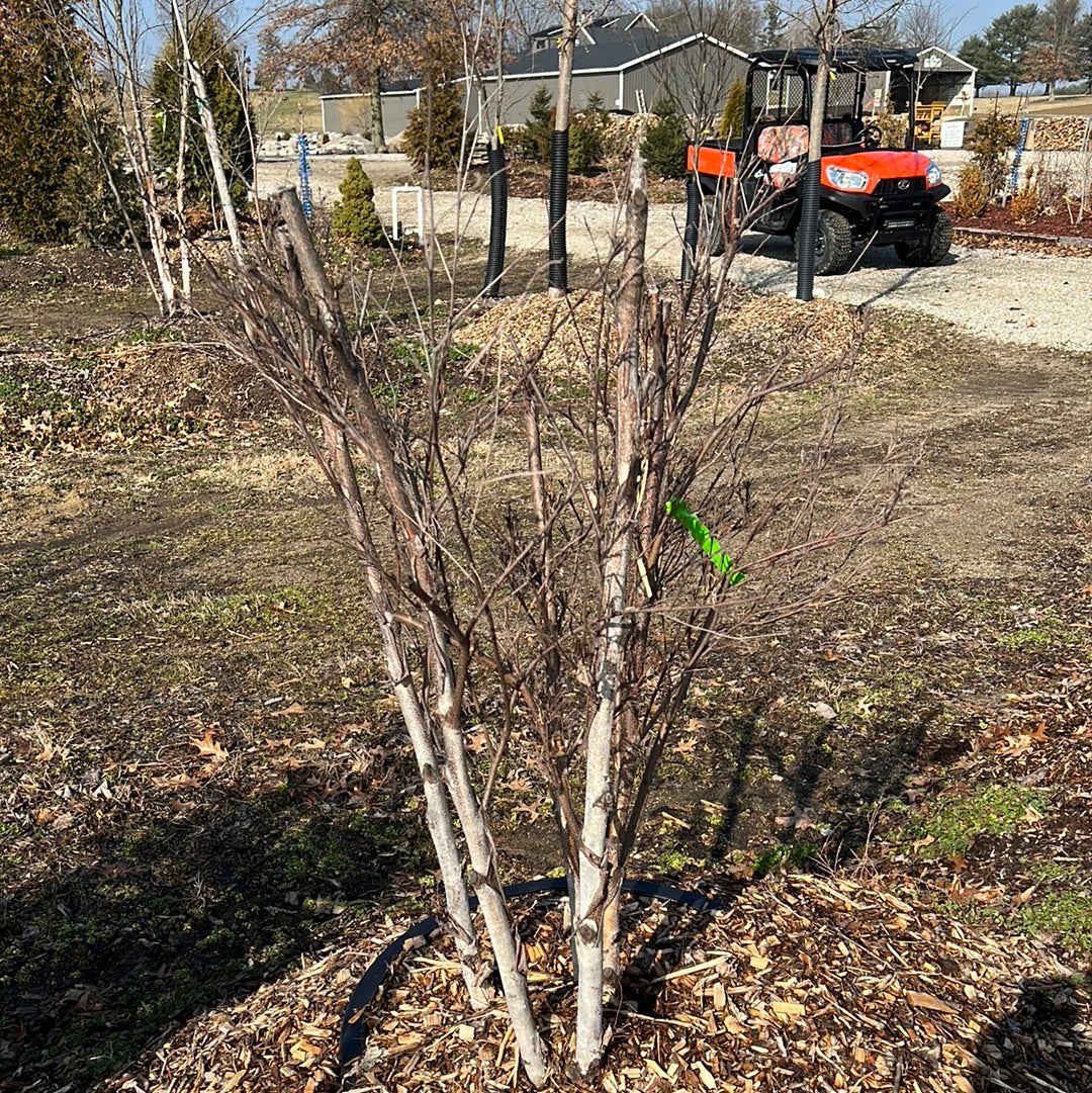 Riverbirch - park grade