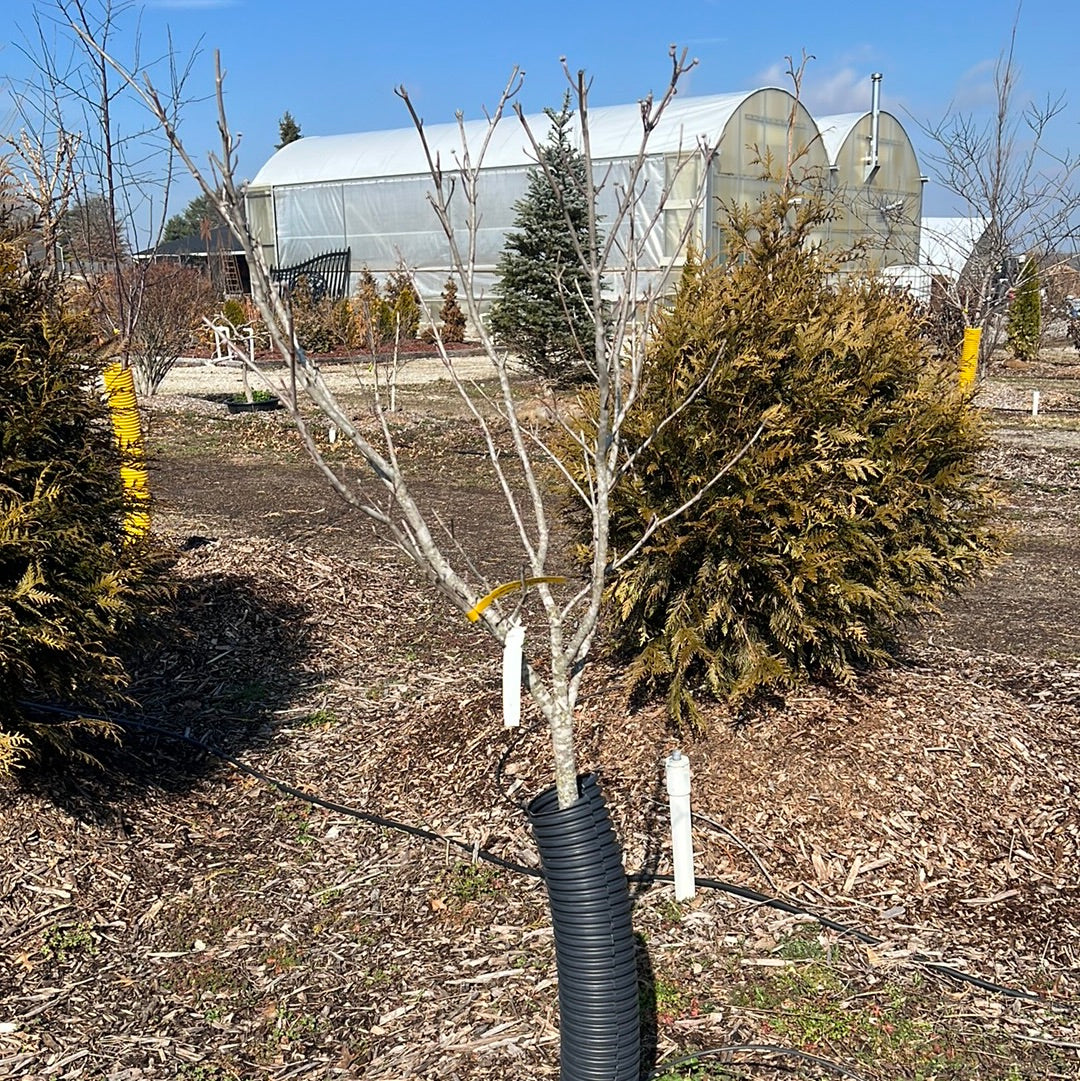 Cherokee Princess Dogwood