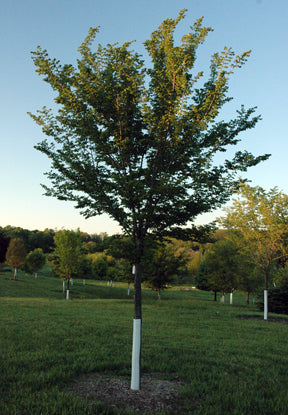 3.0 inch Triumph Elm