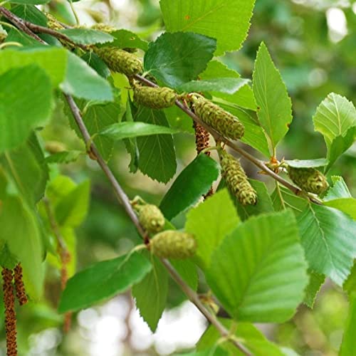 Riverbirch- Single Stem