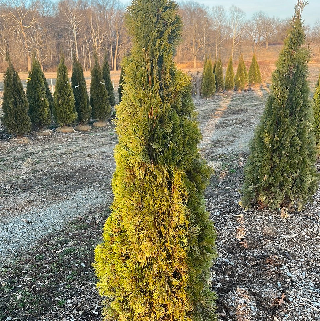 6’ Emerald Green Arborvitae 2.0 12/2023