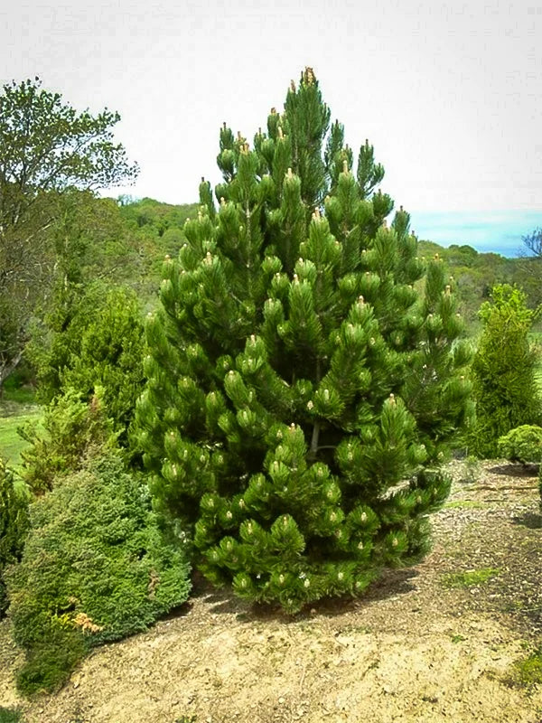 9’ White pine - 🌲