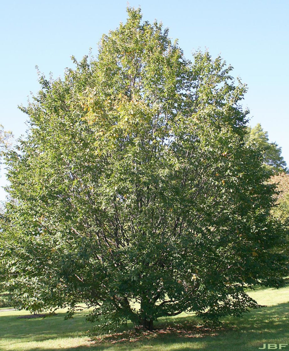 1.5 inch European Hornbeam - 🌲