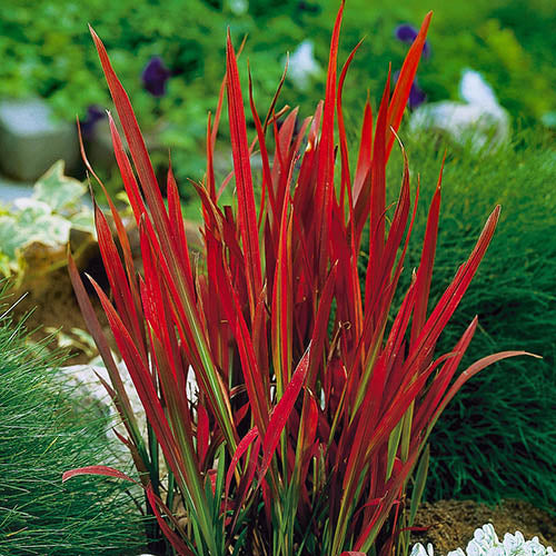 Grass- Red Baron