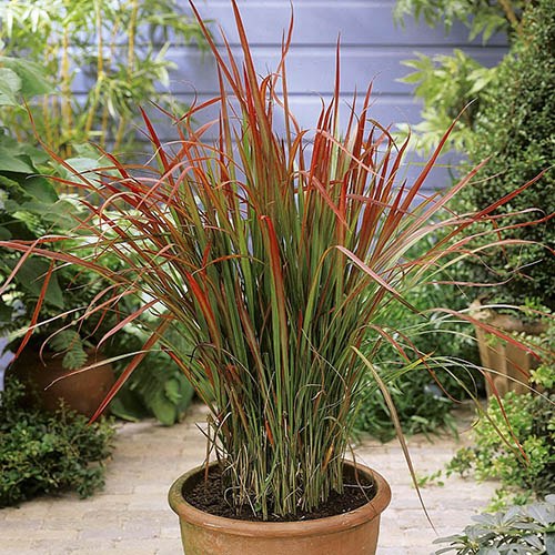 Grass- Red Baron
