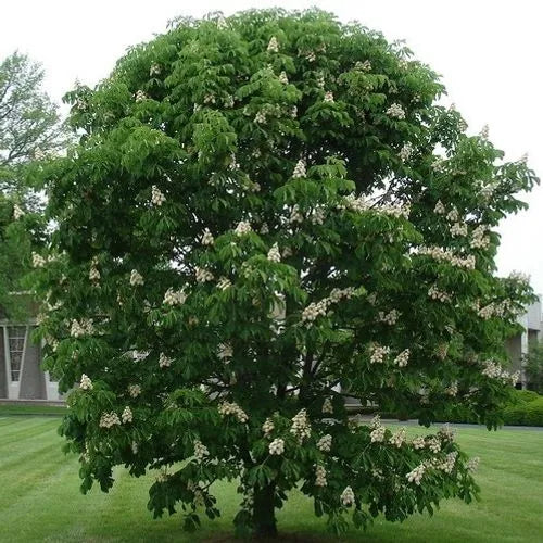2.0” Horse Chestnut Tree - 🌲